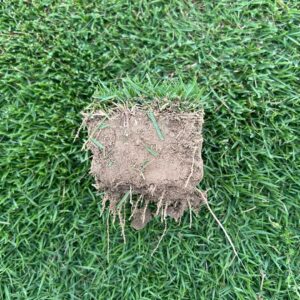 Paspalum Grass Sods (50Kg Bag)